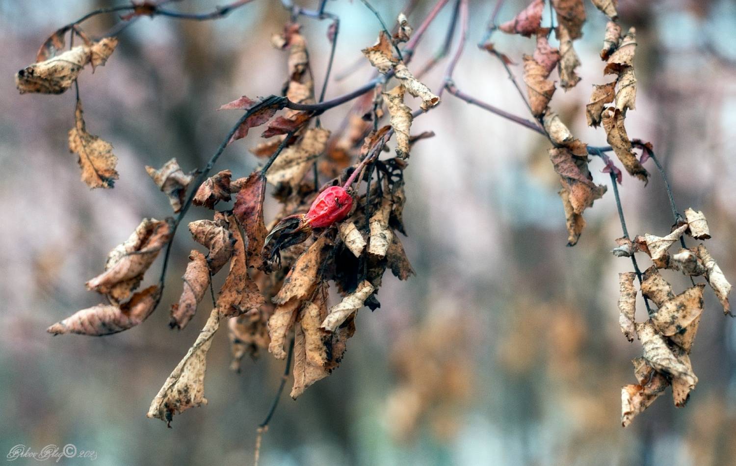 , Орлов Олег