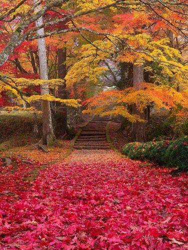 [ Autumn in Kyoto ]