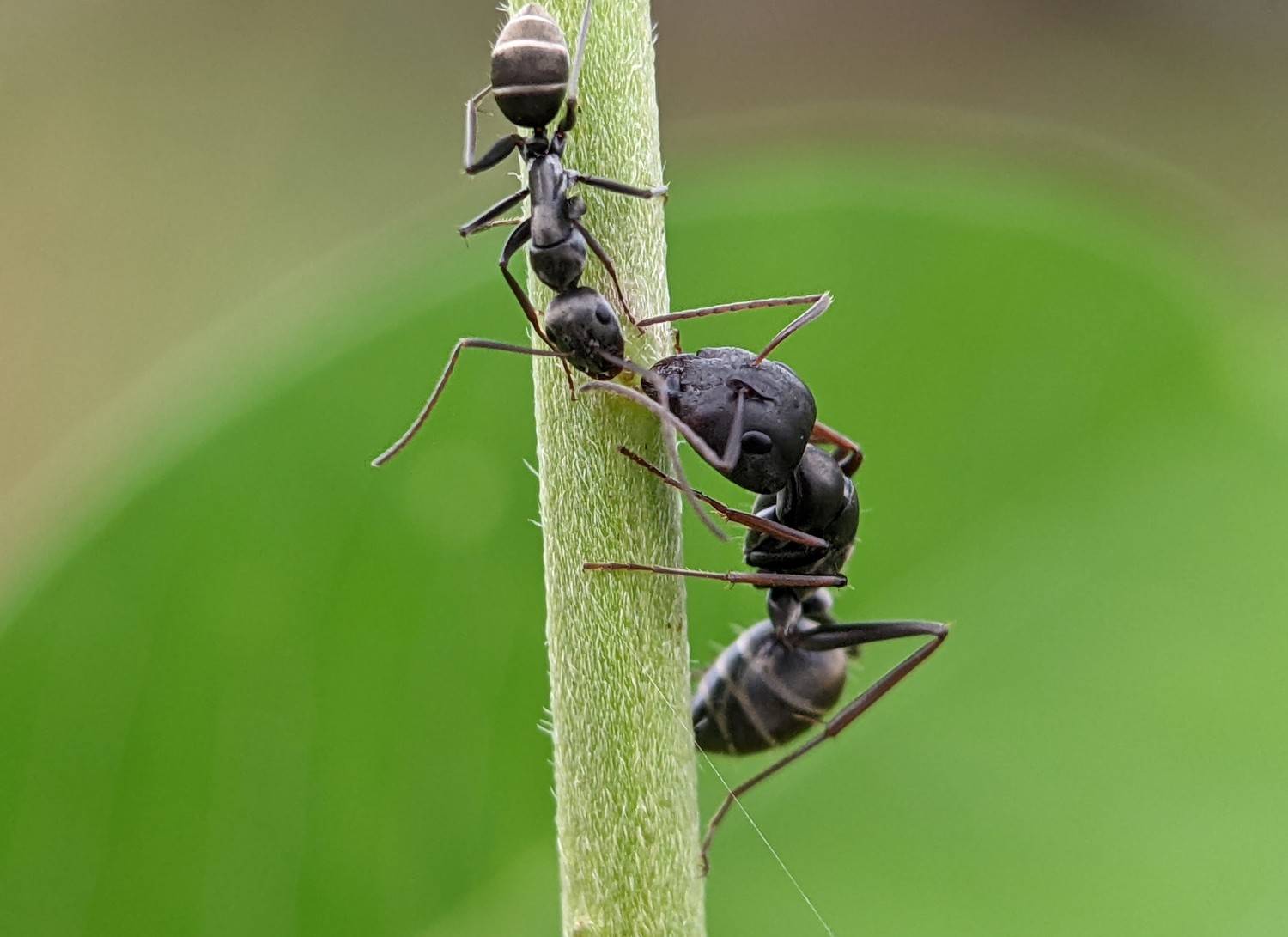 , QUYET NGUYEN TRONG
