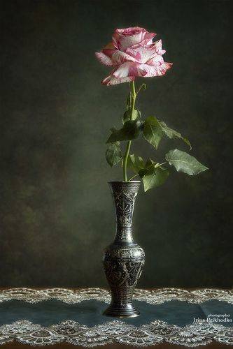 Любование розой