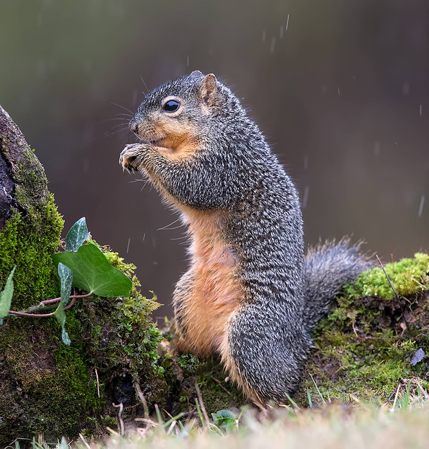 белка, squirrel, лисья белка, fox squirrel, животные,animals, дикие животные, Etkind Elizabeth