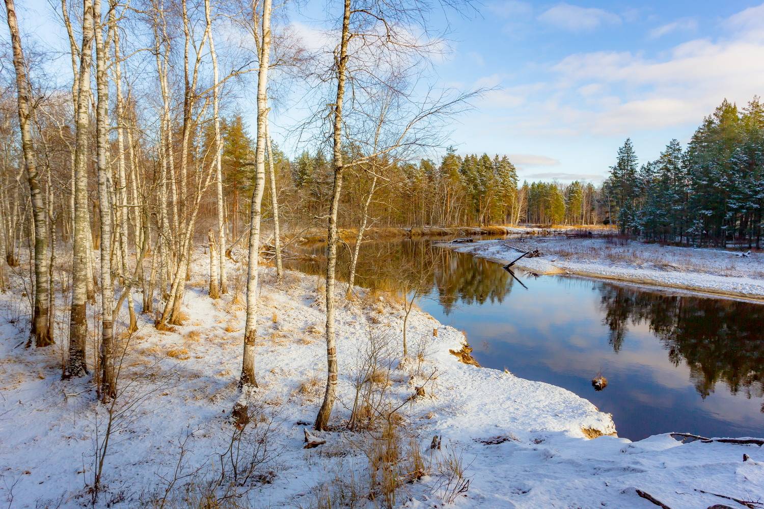 березки, утро, река, заповедник, природа, пейзаж, Юрий Морозов