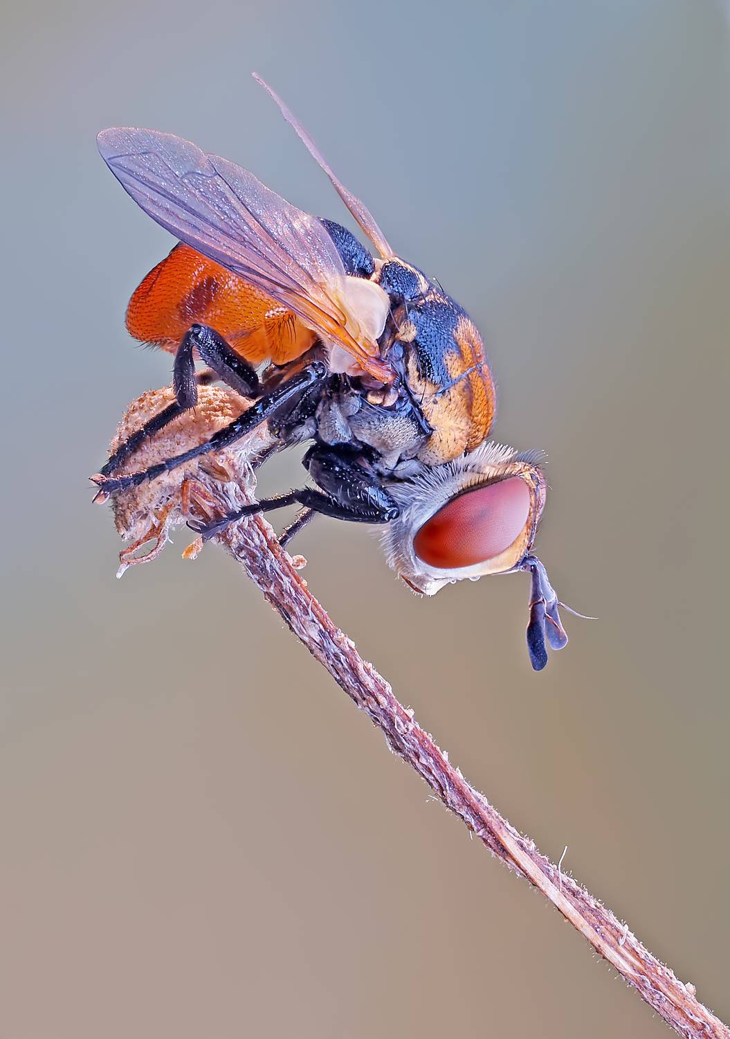 утро, муха, сухоцвет, Чепленко Алексей