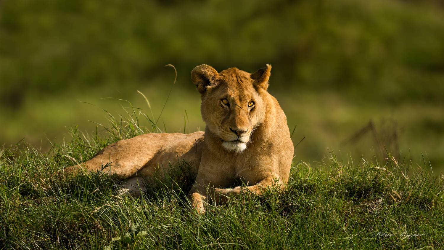 , Николай Мозгунов