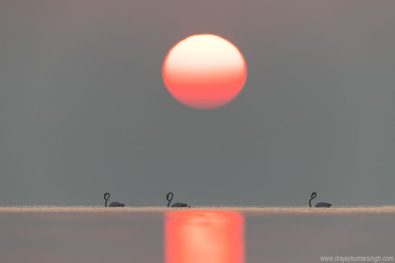 Greater flamingos dramatic sunrise Greater flamingos  фото превью