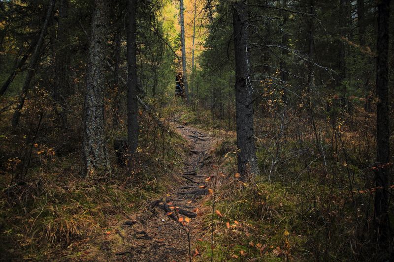 ... там на неведомых дорожках фото превью