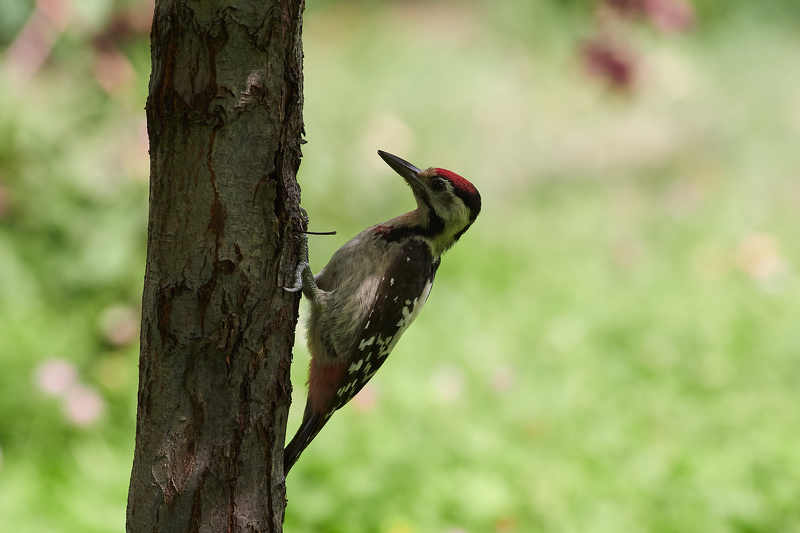 Dendrocopos syriacus фото превью