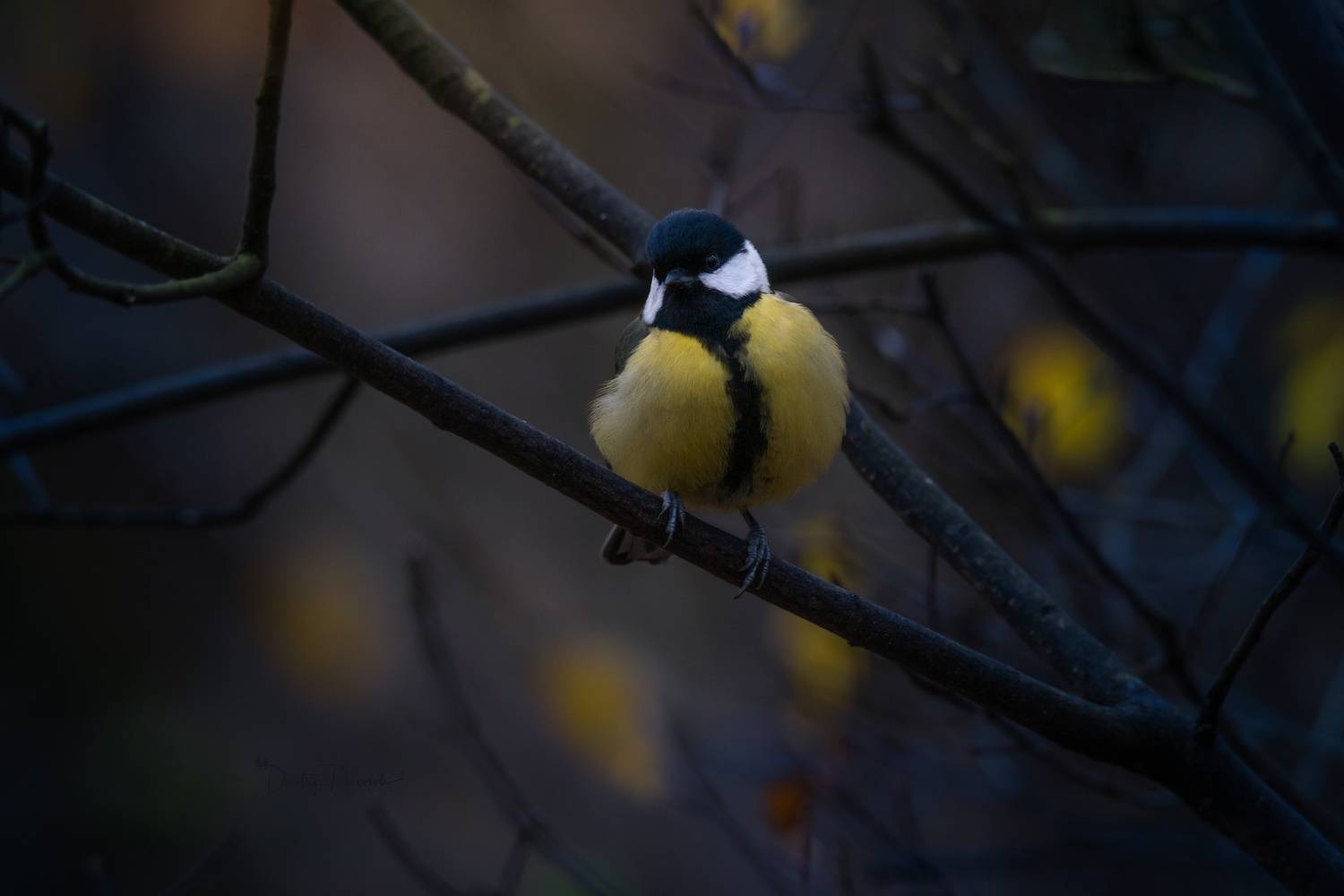 природа, лес, поля, огороды, животные, птицы, макро, Посевич Дмитрий