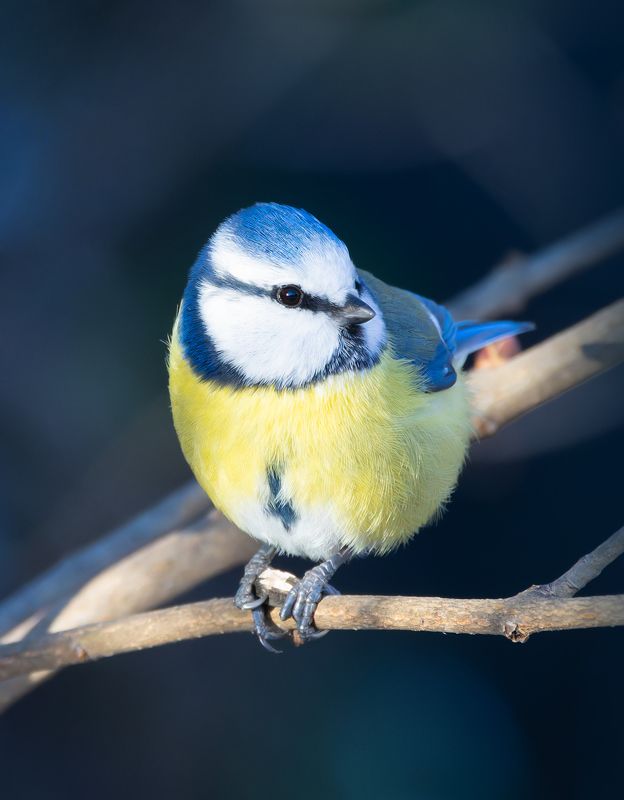 лазоревка, птицы, фото птиц Лазоревка. фото превью