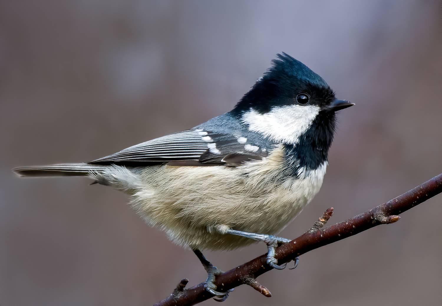 синица. птицы, birds, birdwatching, nikon, nikonrussia, birding, фотоохота, фотоптиц, Михаил Ездаков