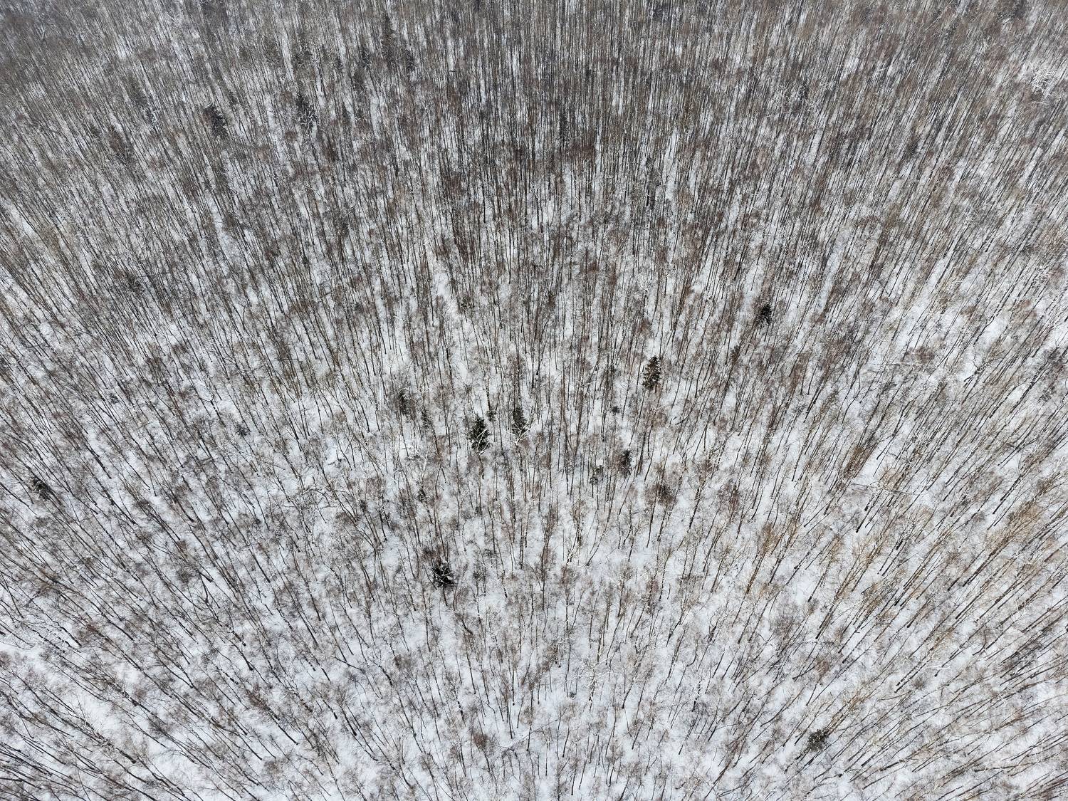 природа, пейзаж, зимний лес, природа, аэрофотография, Мартыненко Дмитрий