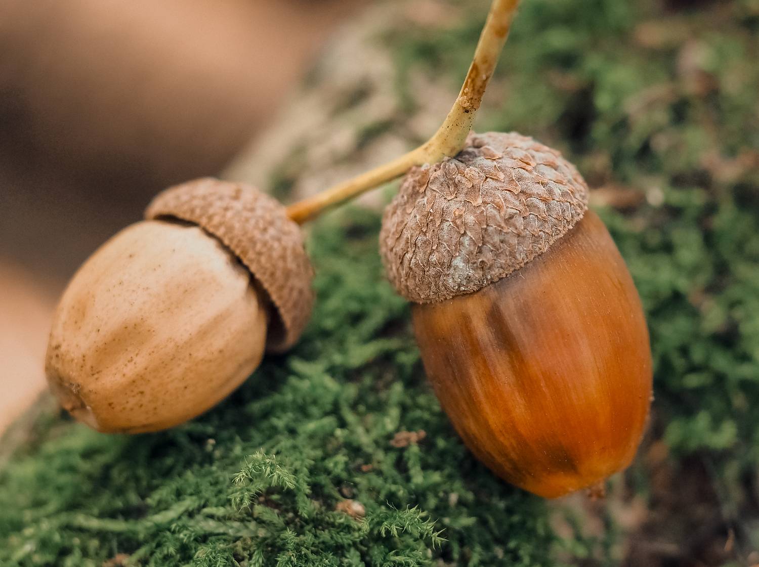 макро, жёлуди, macro, acorns, Протченко Ирина