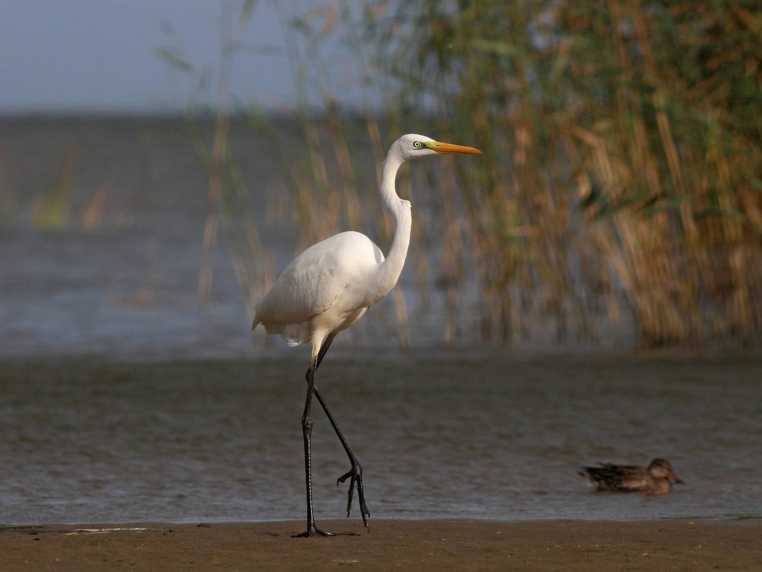 большая белая цапля, цапля, ardea alba, heron, great egret, куршская коса, куршский залив, Бондаренко Георгий