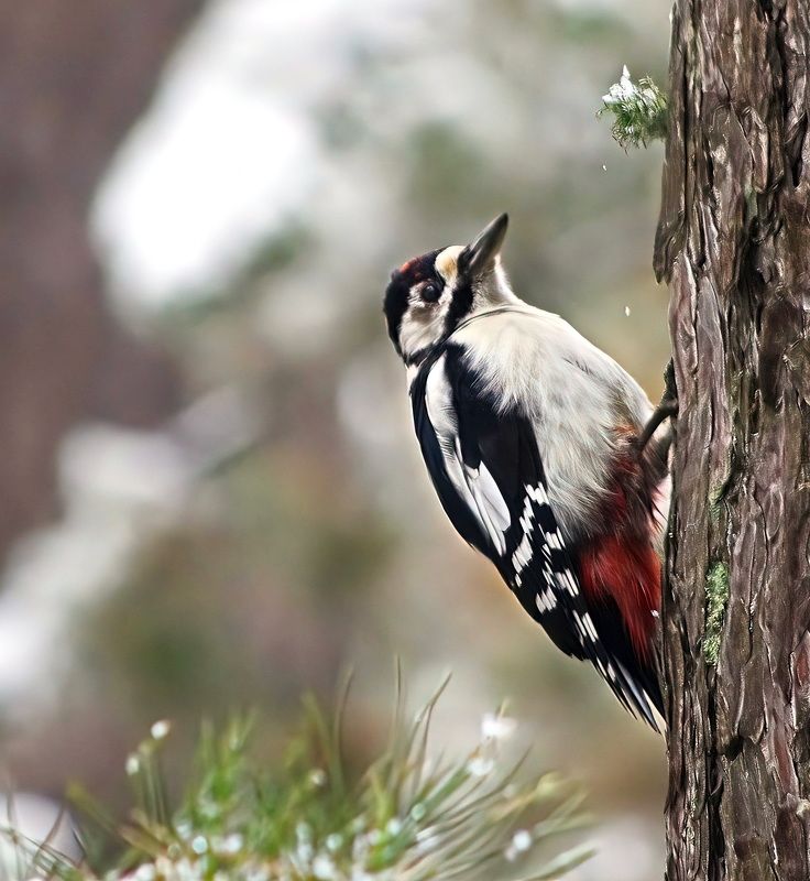 Большой пёстрый дятел Dendrocopos major фото превью