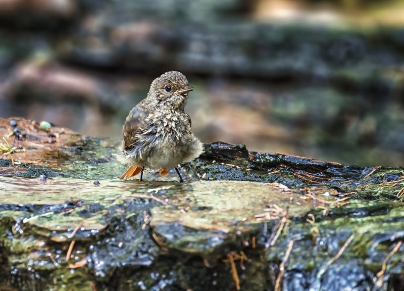 птица, горихвостка, слёток, воробей, ручей, слёток горихвостки в ручье.. фото превью