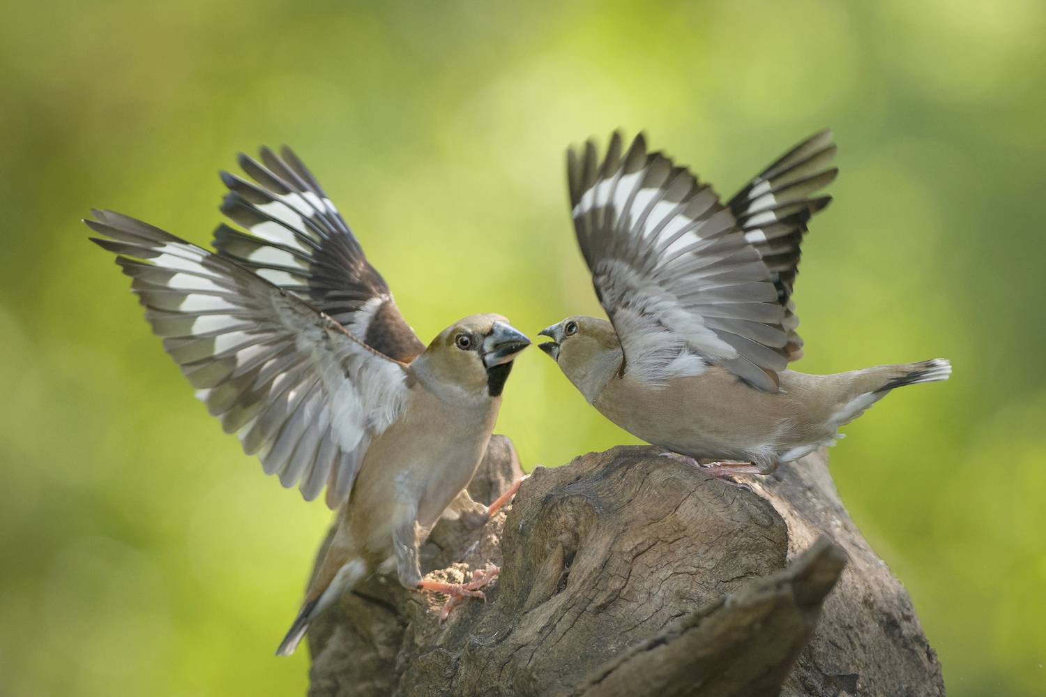 , Евгени Стефанов