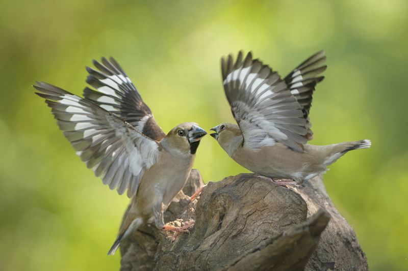 Дубоносы фото превью