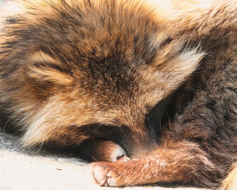 животные, портрет животного, млекопитающие, енотовидная собака, зоопарк, animal portrait, mammals, animals, zoo, raccoon dog \