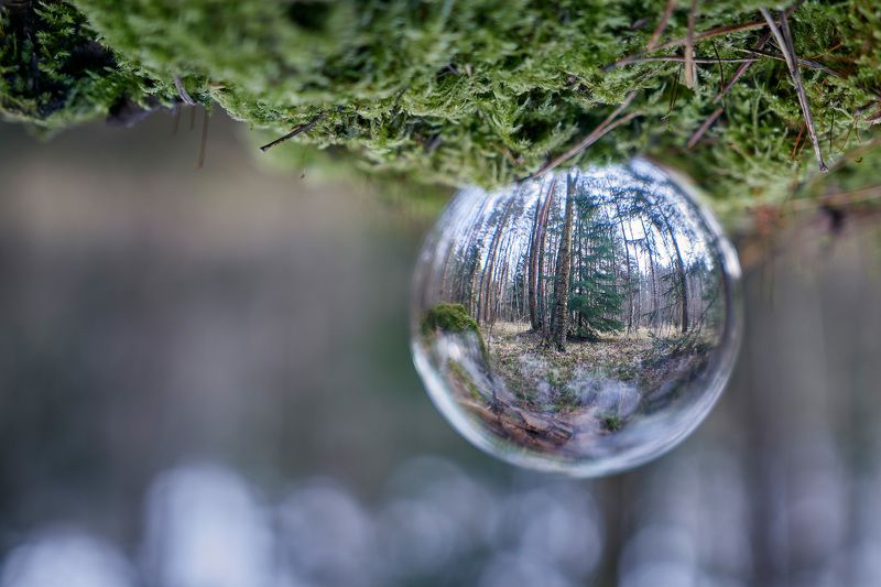 лес, стеклянный шар, отражение Лес в стеклянном шаре фото превью