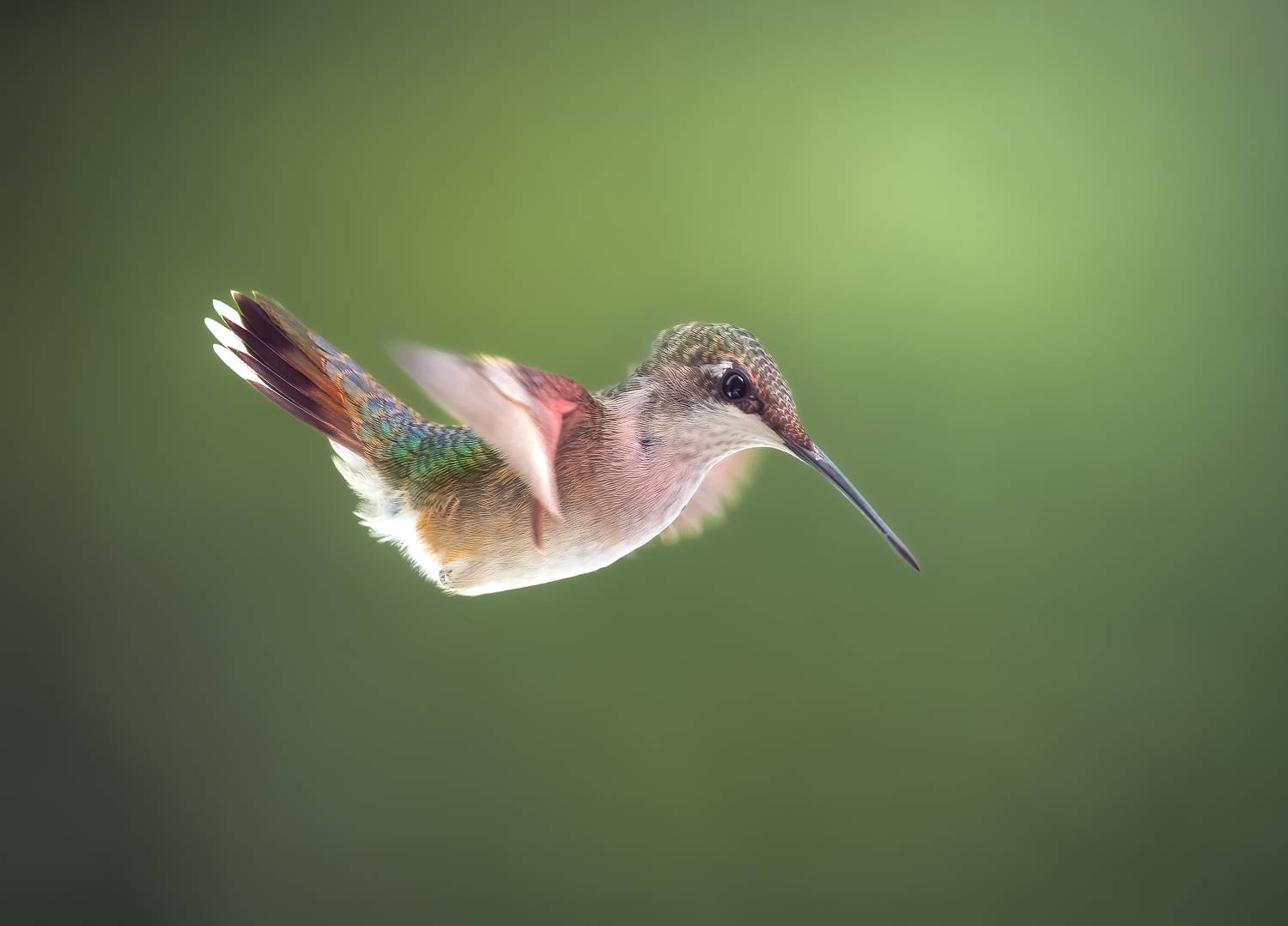 bird, humming, hummingbird, hummingbirds, hummer, rufous, nature, animals, wild, action, dynamic, Atul Saluja