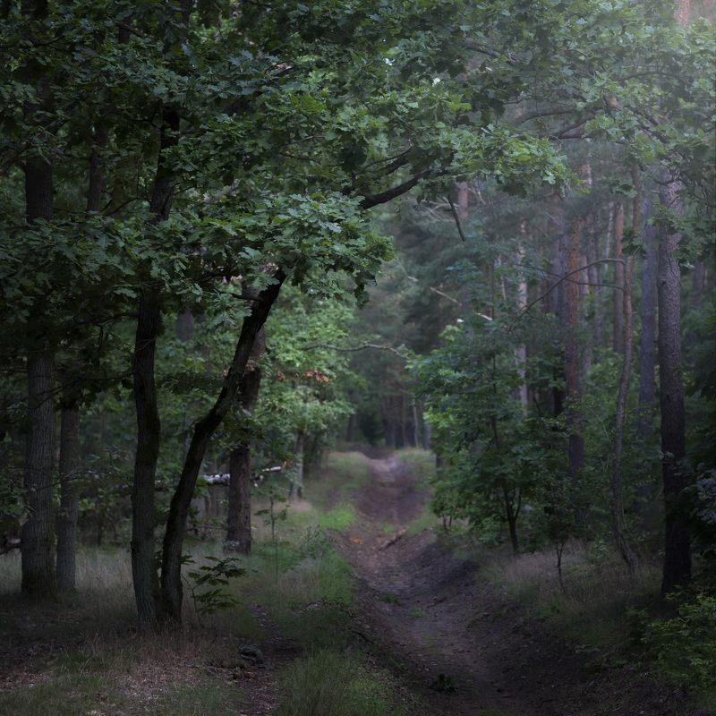 Лес Август фото превью