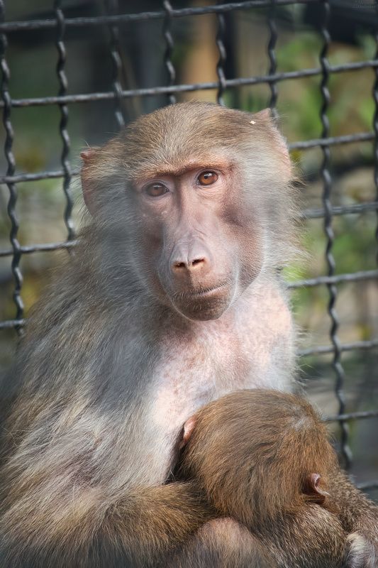 животные, млекопитающие, портрет животного, обезьяна, зоопарк, animals, zoo, mammals, animal portrait, monkey Материнство по ту сторону решётки фото превью