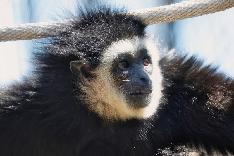 животные, млекопитающие, портрет животного, обезьяна, зоопарк, animals, zoo, mammals, animal portrait, monkey По ту сторону решётки фото превью