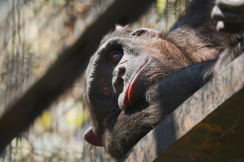 Мыслитель (по ту сторону решётки) фото превью