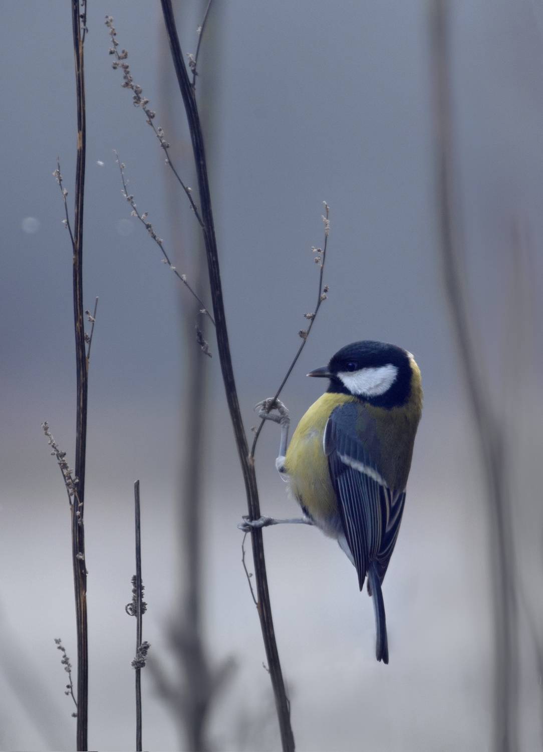 синица, свет, птицы, природа, Баранов Олег