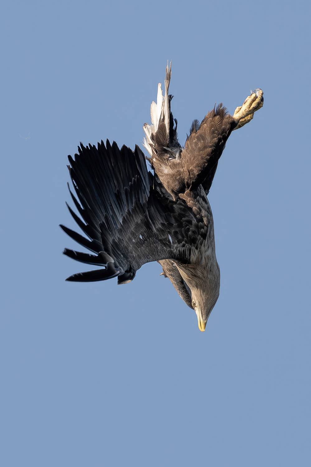 Bielik, ptak, ptak drapiezny, Haliaeetus albicilla, bird of prey, Robert Szmytkowski