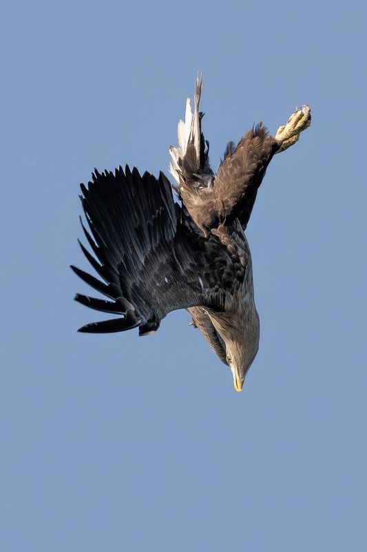 Bielik, ptak, ptak drapiezny, Haliaeetus albicilla, bird of prey Ptak drapiezny Bielik фото превью