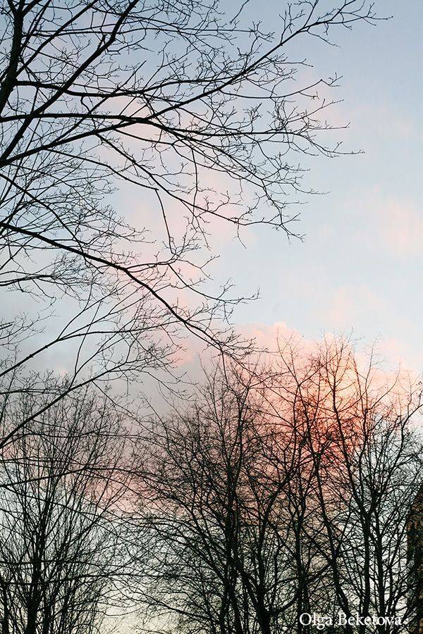 пейзаж, акварель, деревья, ветви, Бекетова Ольга