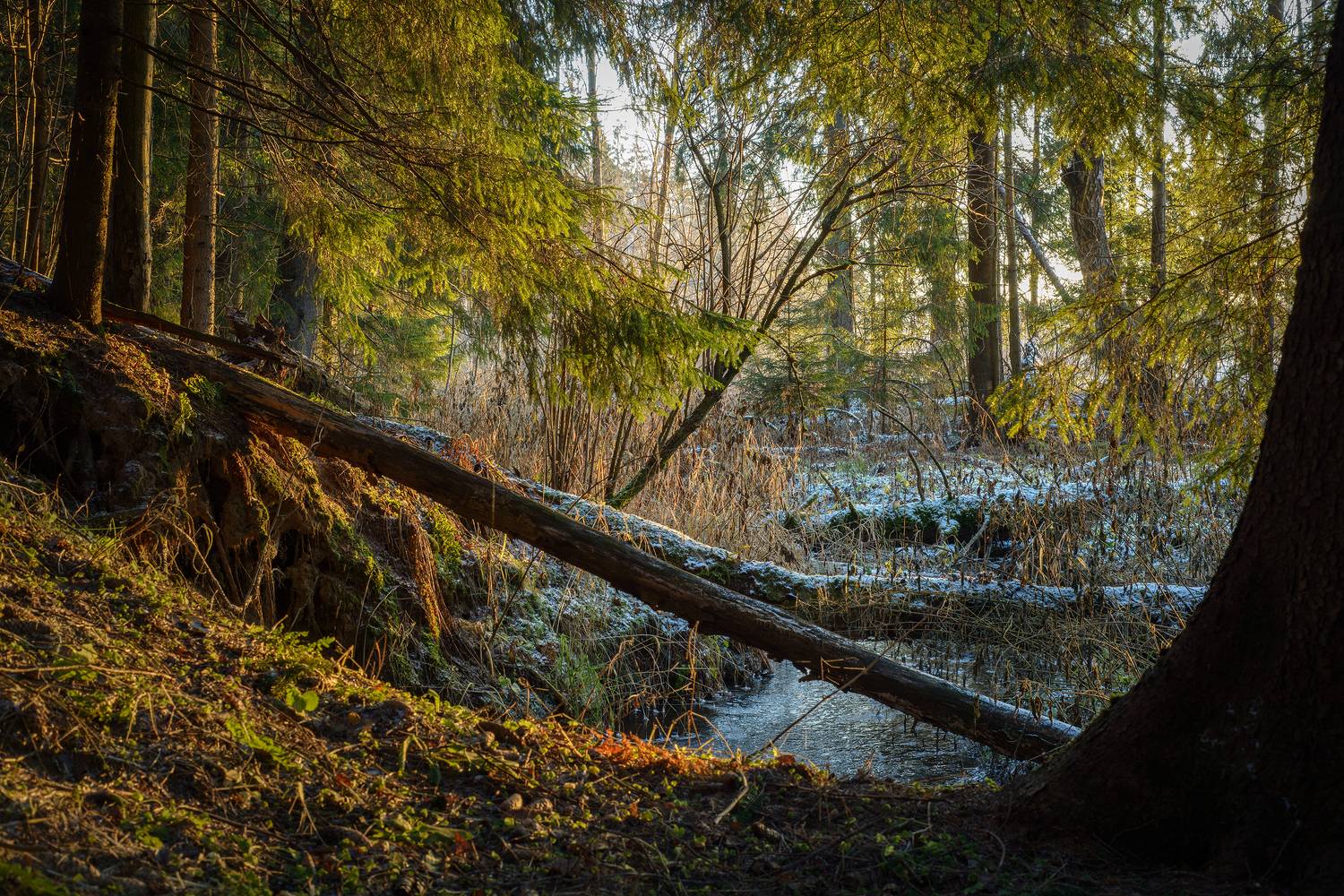 , Сизов Кирилл