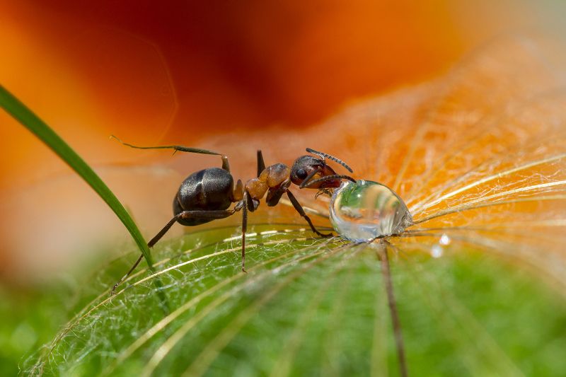 Кто сказал, что капля- это мало? фото превью