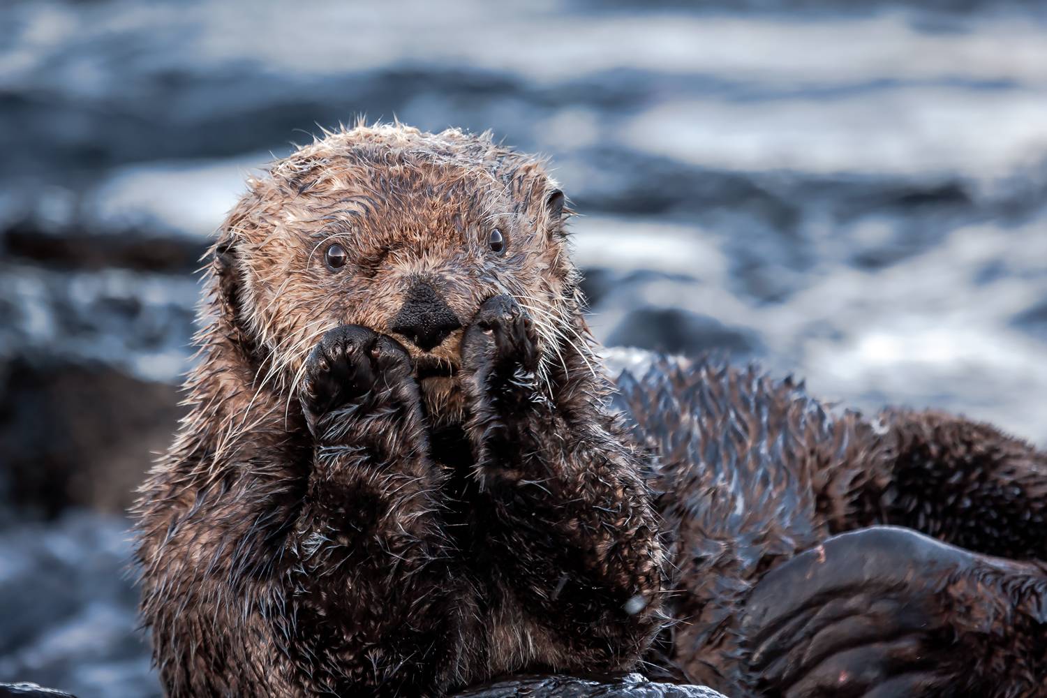 калан, морские млекопитающие, морзверь, морская выдра, морской бобр, калаха, Дмитрий Уткин
