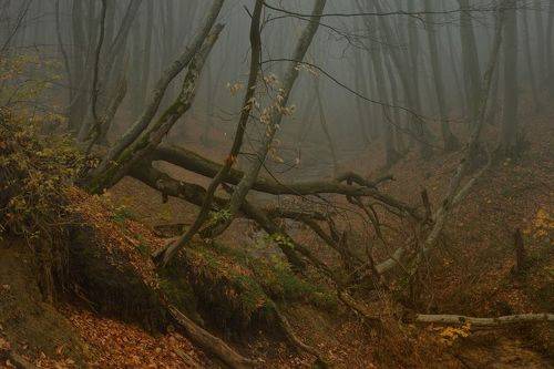 В осеннем лесу