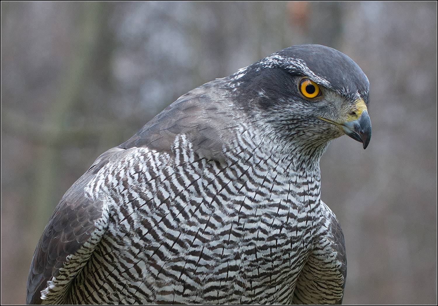 москва, парк, птица, АНАТОЛИЙ ДОВЫДЕНКО
