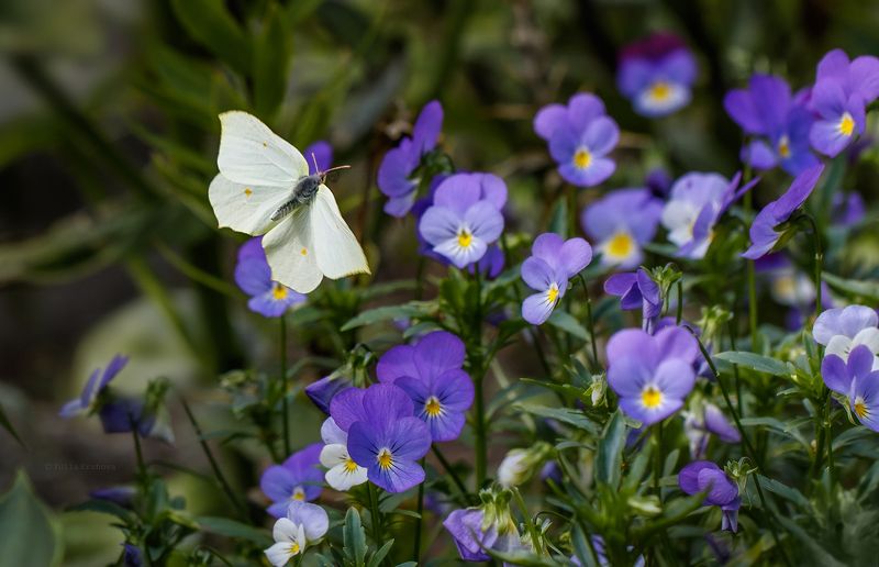 бабочка, полёт, анютины глазки Полёт фото превью