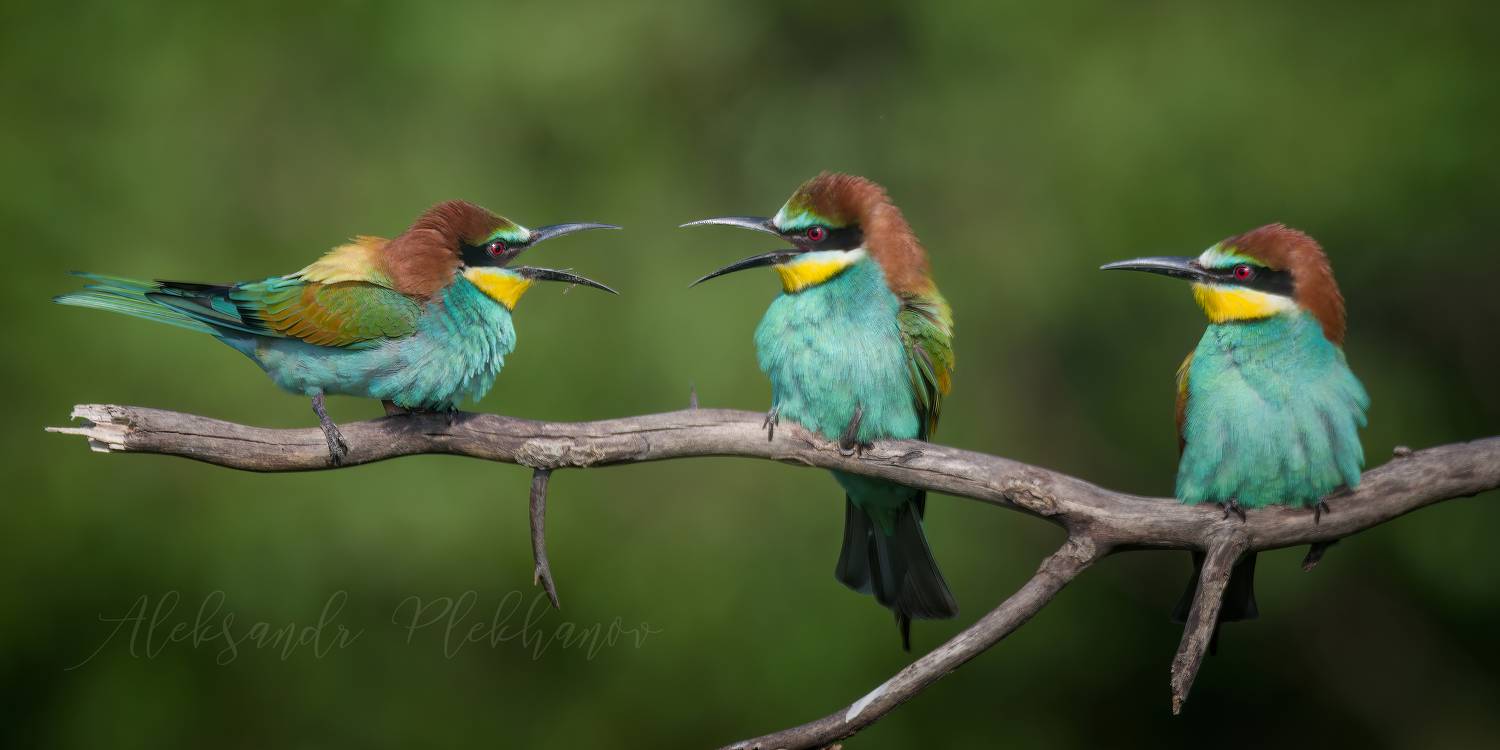 , Плеханов Александр