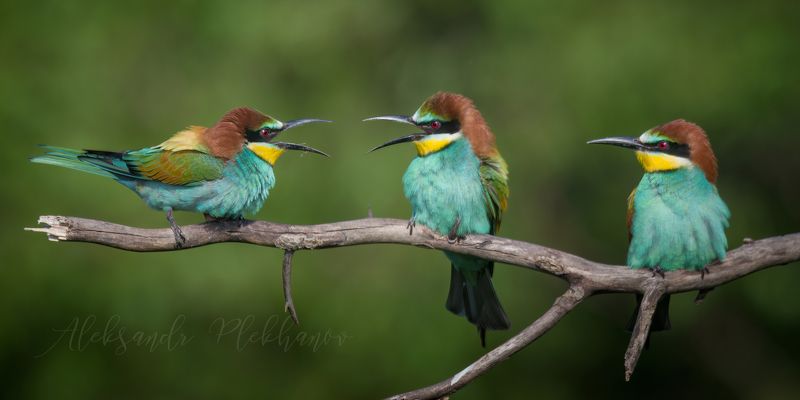 Дебаты на ветке фото превью