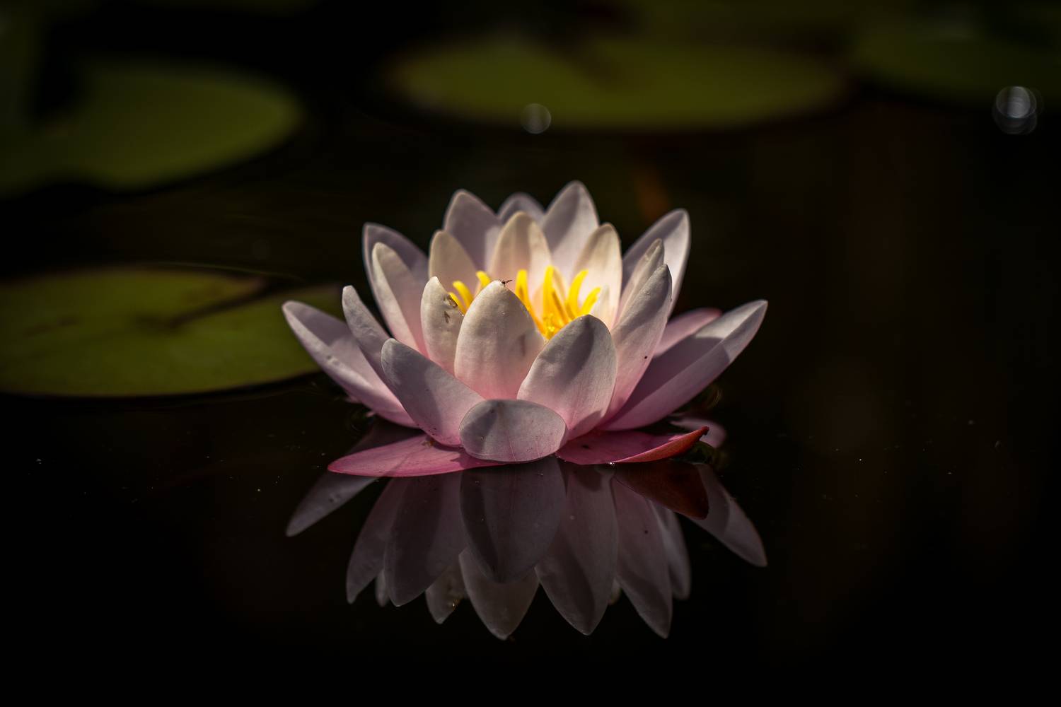 , Бравичева Анастасия