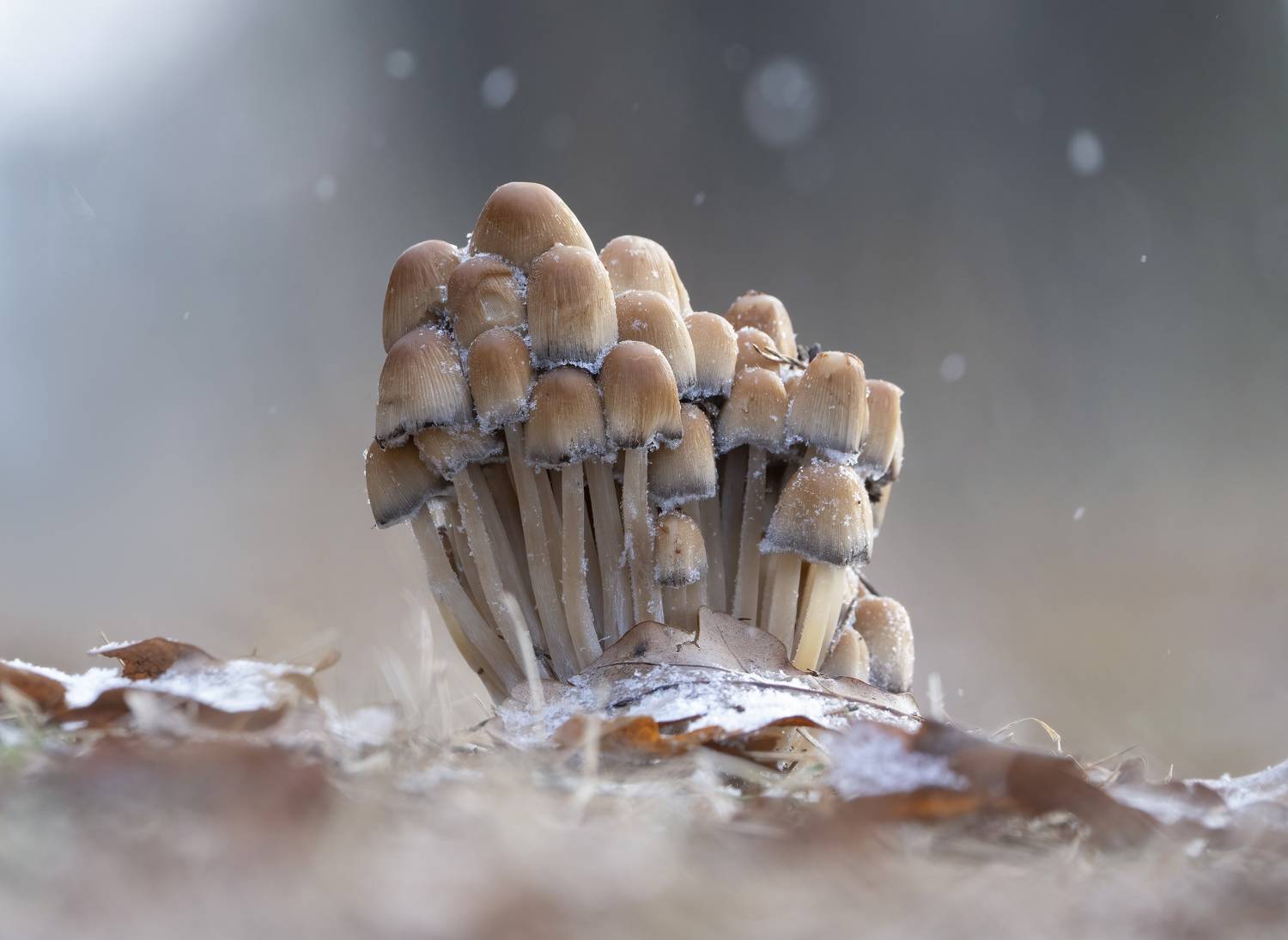 природа, лес, осень, грибы, Андрей Киселёв