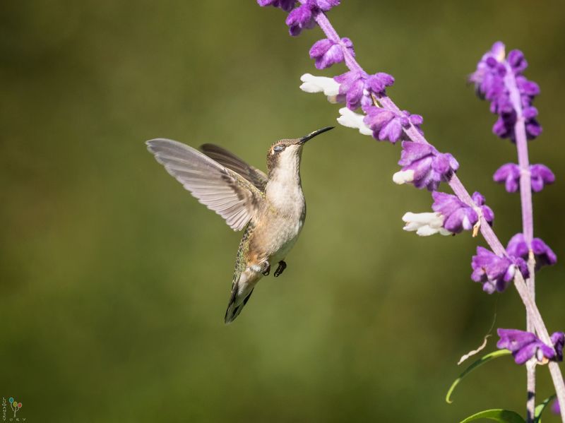 Hummingbird фото превью