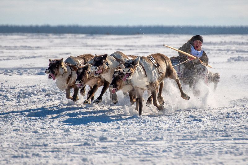 олени, гонка, соревнования, ямал, спорт, животные Гонка на победителя фото превью