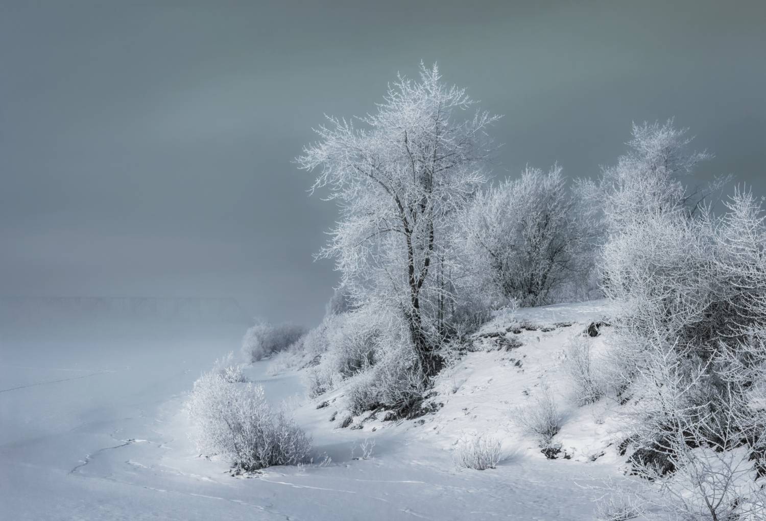 ноябрь, деревья, кусты, иней, туман, обрыв, река, мост, архангельск, Вера Ра