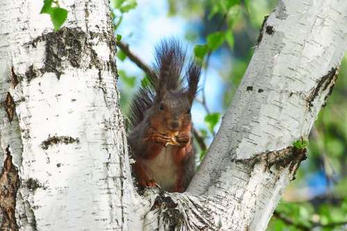 Sciurus vulgaris