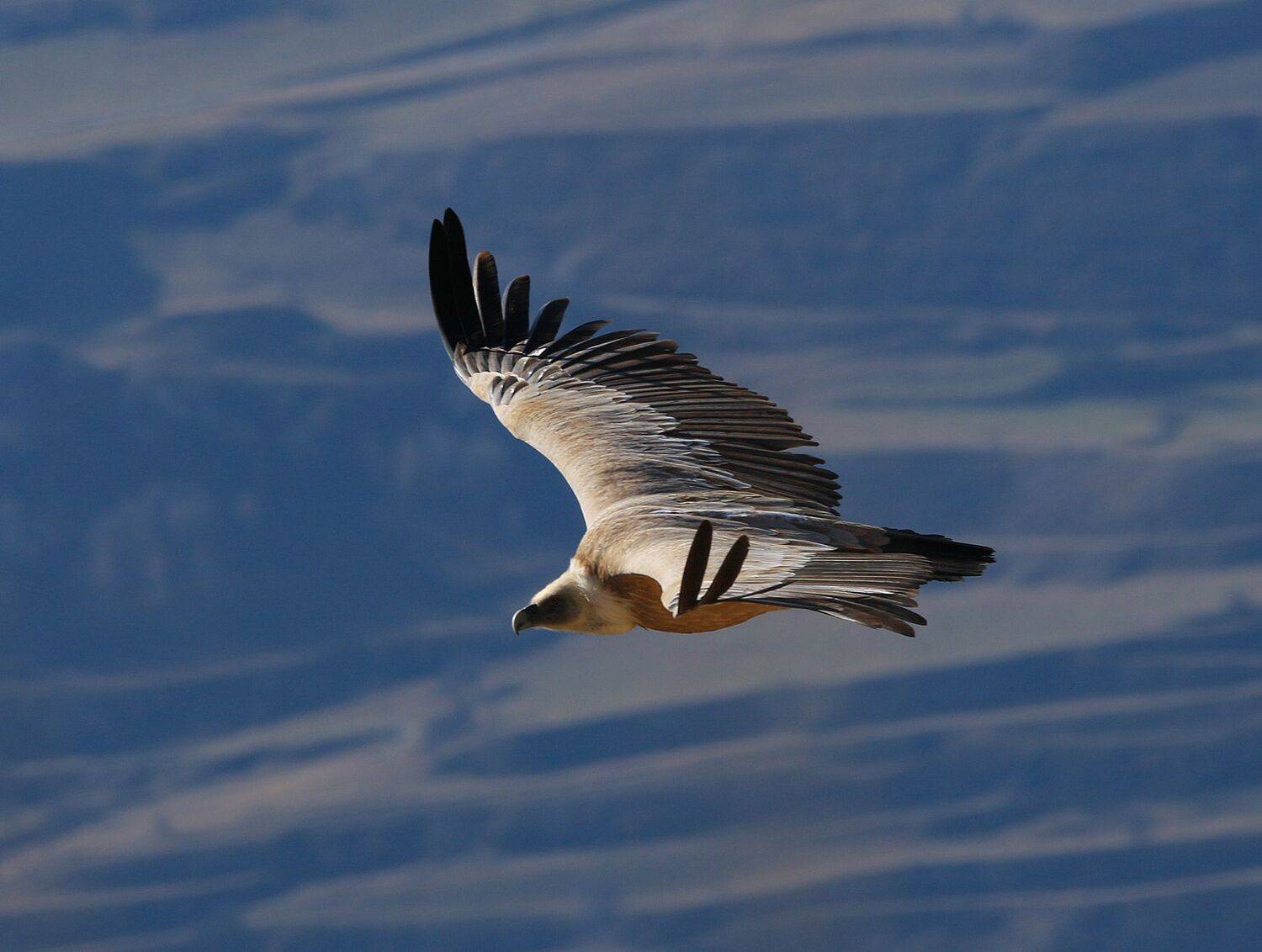 гриф,сип,падальщик,птица,дагестан,, Magov Marat