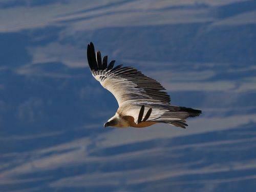 Белоголовый сип..