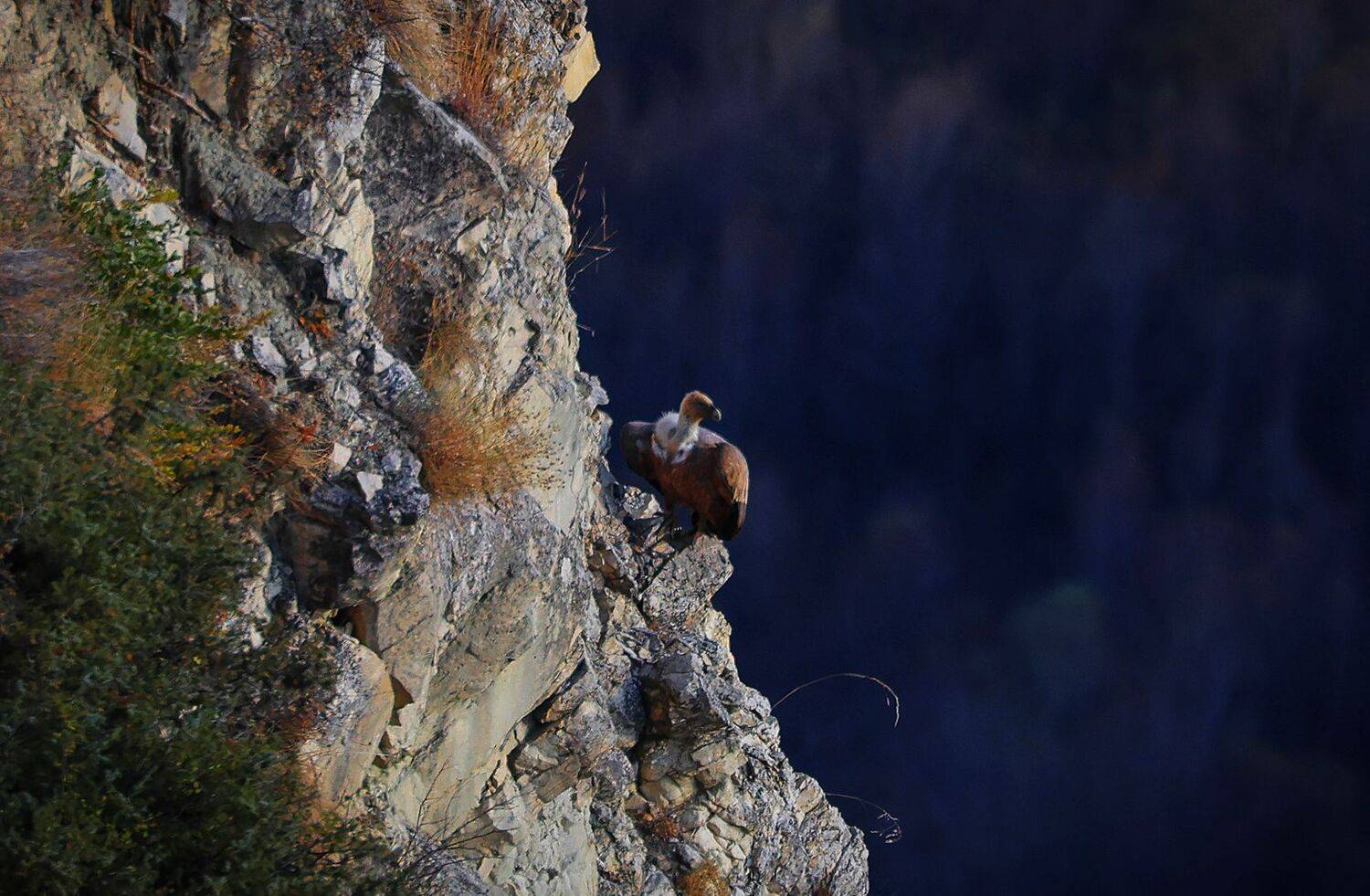 сип,гриф,дагестан,, Magov Marat