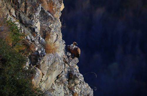 Белоголовый сип..